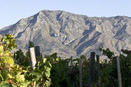 Wijngaard met Mount Etna op de achtergrond